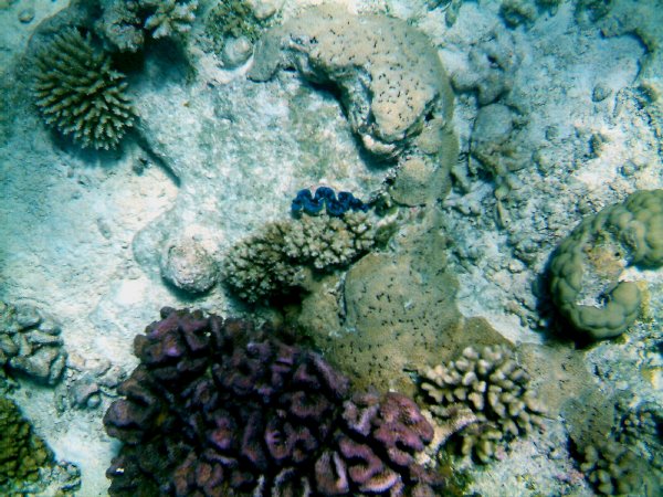 Matthew loves to call the blue lip clams Blue Beard